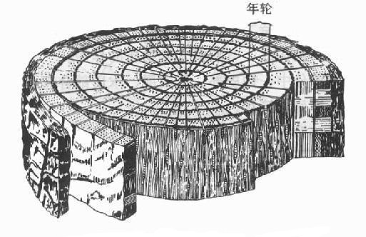 生命是一树花开